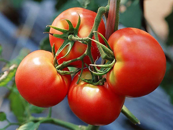 ​单位食堂承包讲解番茄的食用价值及选购技巧
